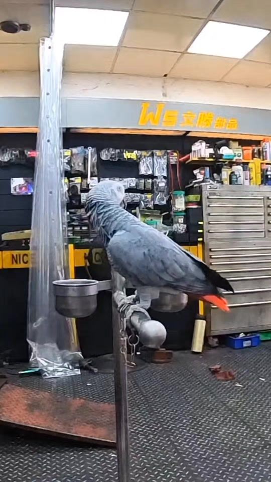 TikTok video thumbnail by ws5477