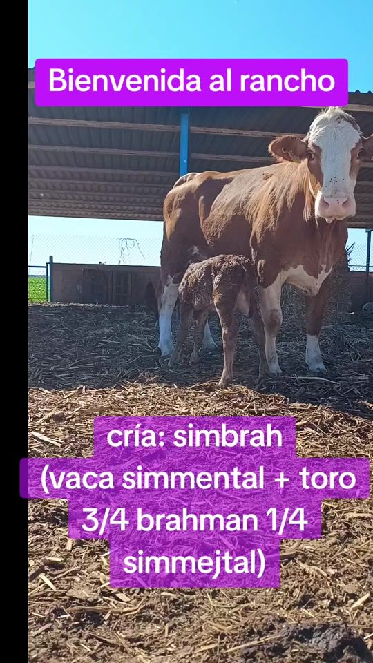 TikTok video thumbnail by cayohdez