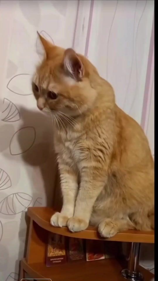 TikTok video thumbnail by user675567772202