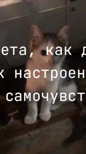 TikTok video thumbnail by llyoeee