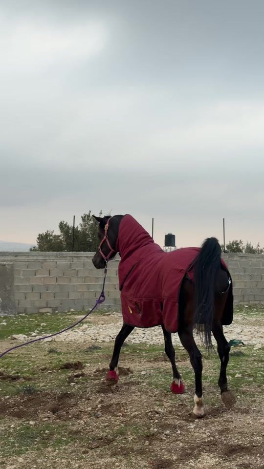 TikTok video thumbnail by omar_suliman3