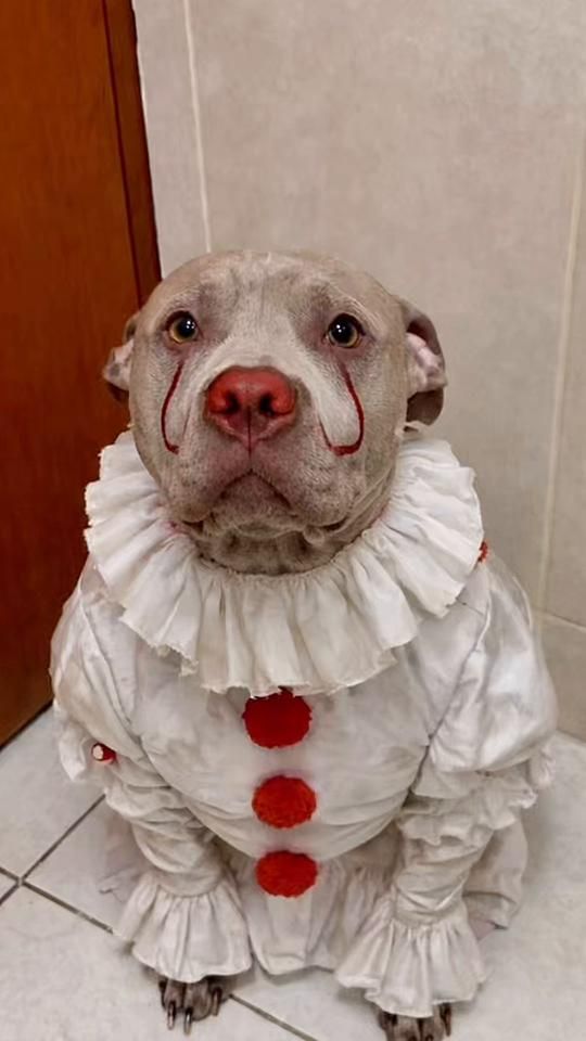 TikTok video thumbnail by perla_pit