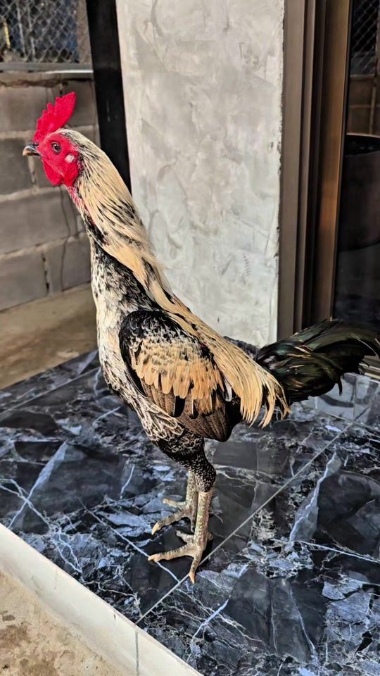 TikTok video thumbnail by kamon_farm