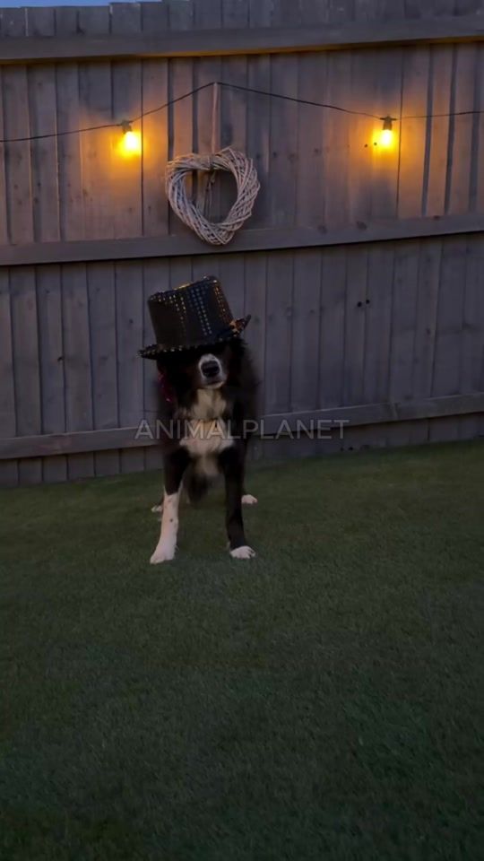 TikTok video thumbnail by animal_plane.t