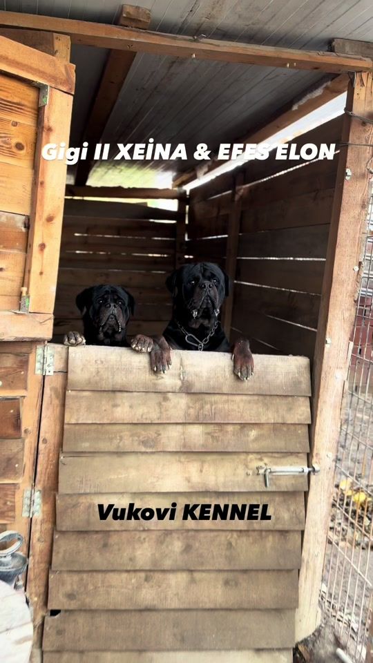 TikTok video thumbnail by vukovi.kennel16