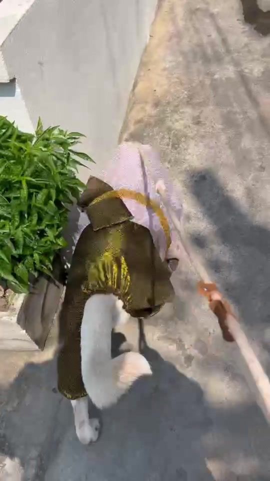 TikTok video thumbnail by balong_dog