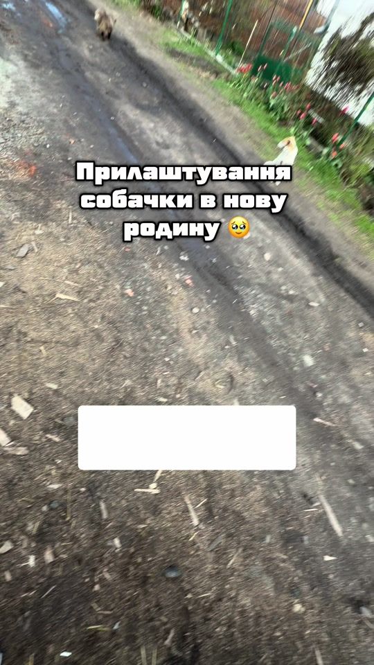 TikTok video thumbnail by hvostaty_angels