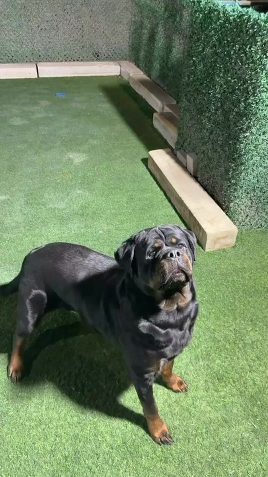 TikTok video thumbnail by la_rott1