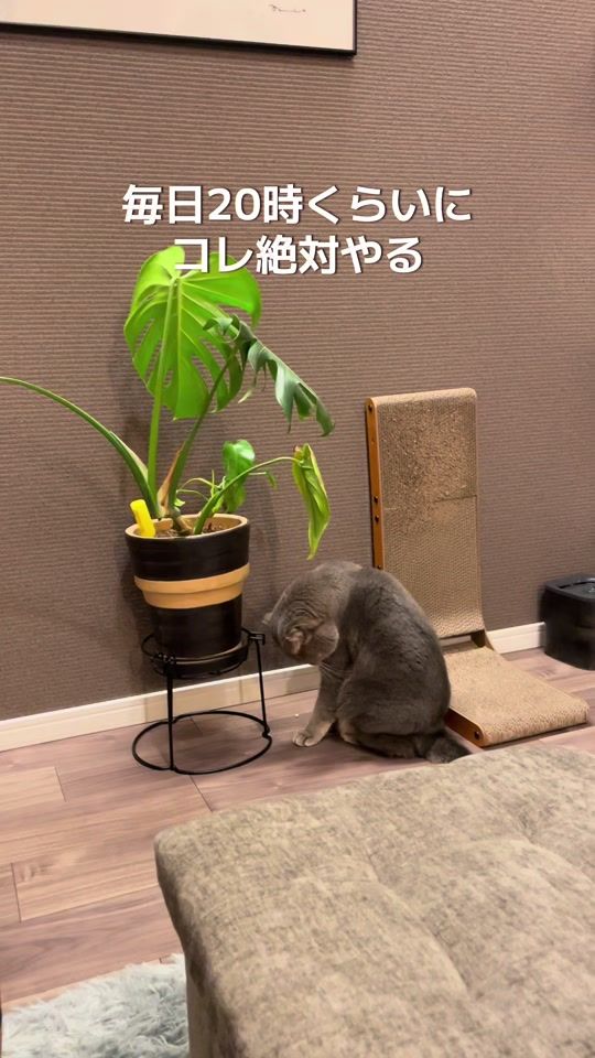 TikTok video thumbnail by mizore1214