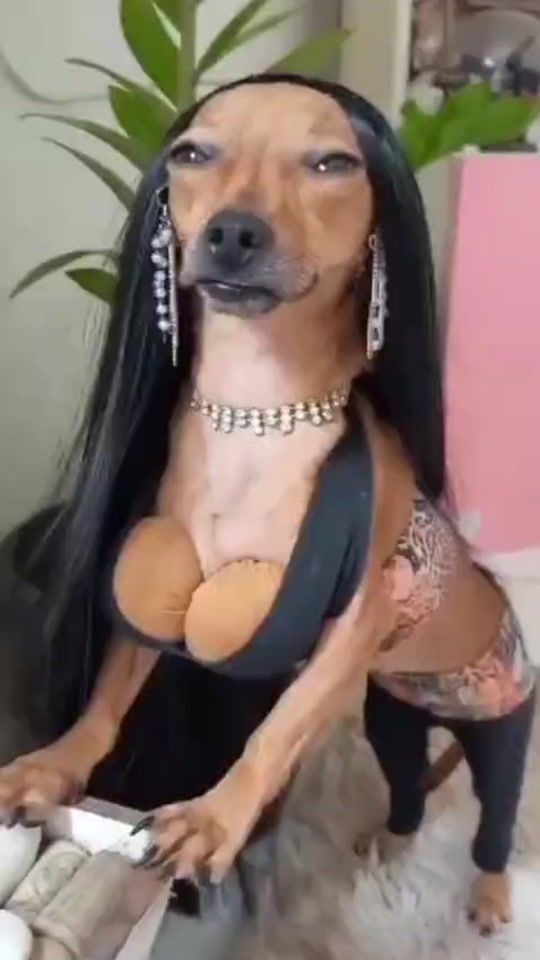 TikTok video thumbnail by zueirarrando