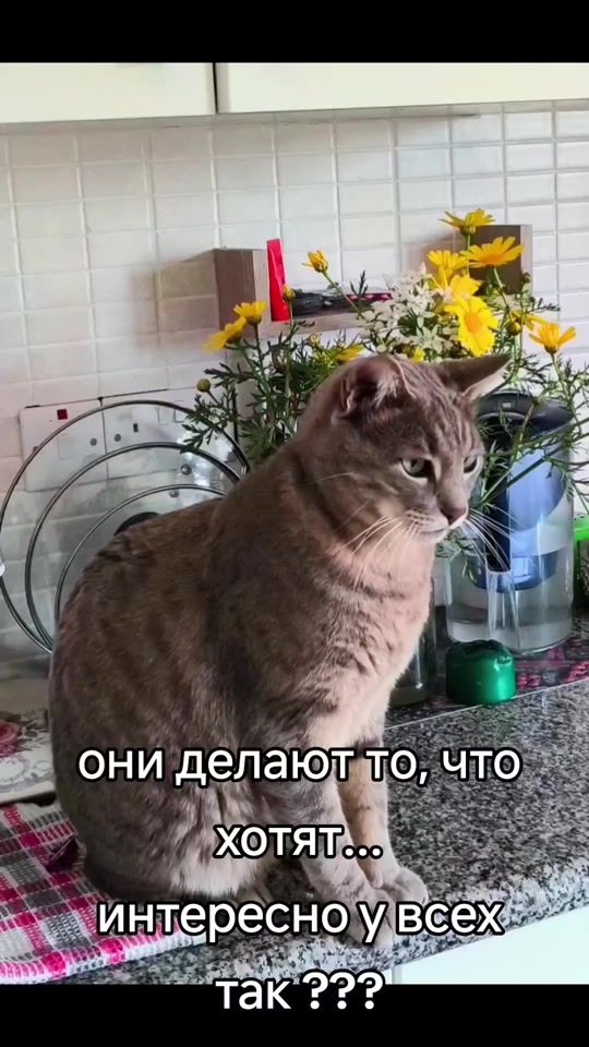 TikTok video thumbnail by marsicat1