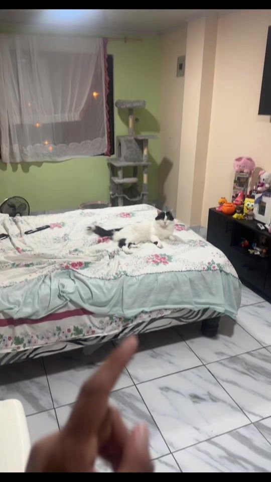TikTok video thumbnail by pepe_el_gordillo