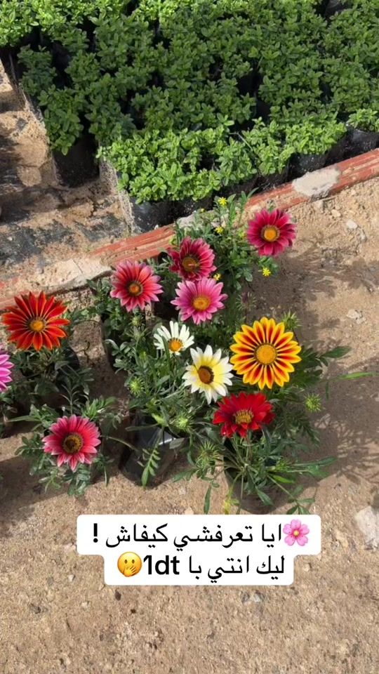 TikTok video thumbnail by mon_jardin_