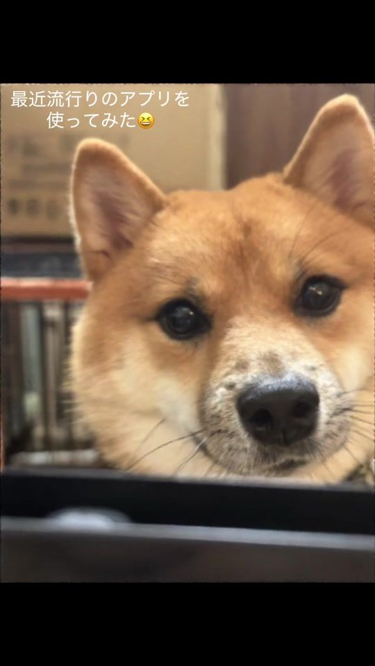 TikTok video thumbnail by mameshiba.monte