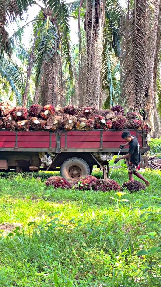 TikTok video thumbnail by rendylombok02