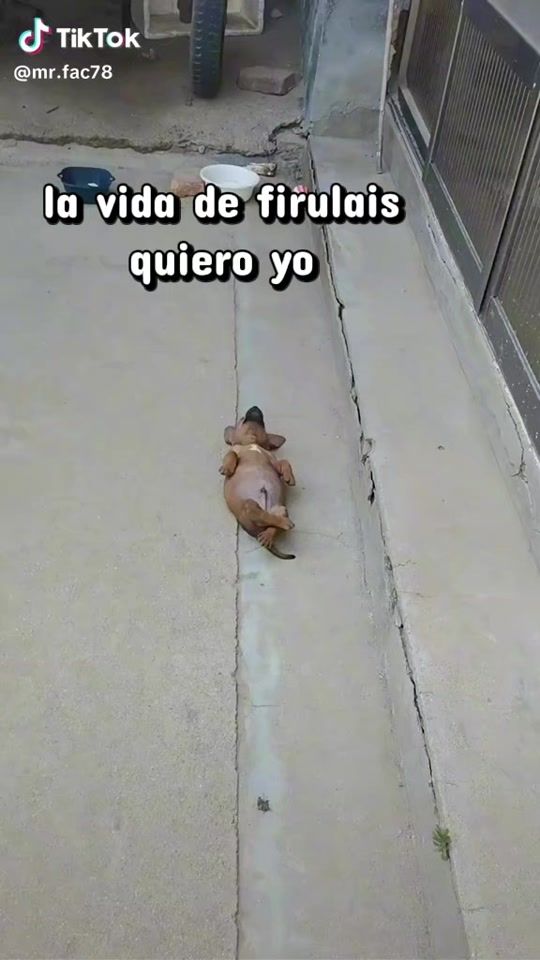 TikTok video thumbnail by dogmisamigos