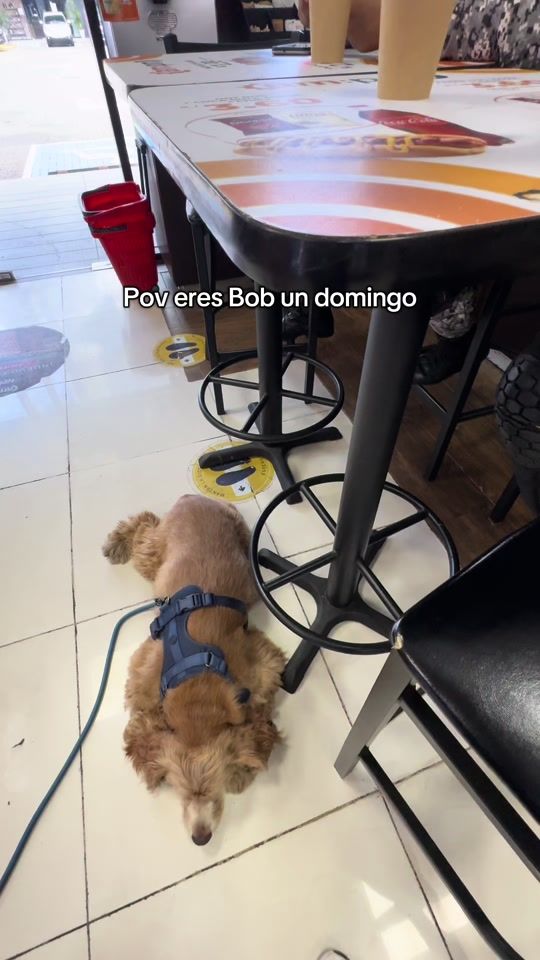 TikTok video thumbnail by bobthecockerpaisa