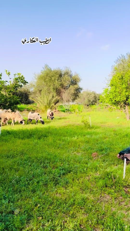 TikTok video thumbnail by moh.amed0665
