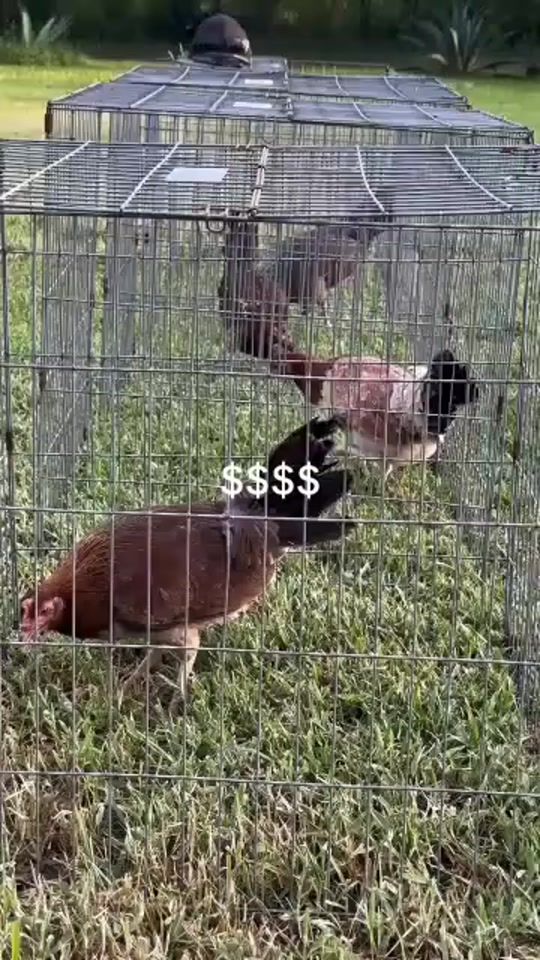 TikTok video thumbnail by jeffrey_gamefowls