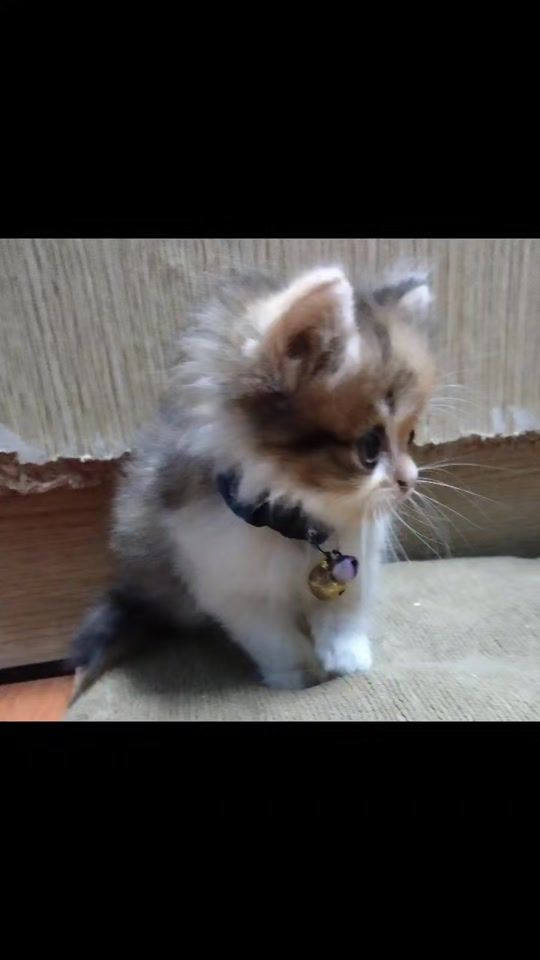 TikTok video thumbnail by s.srouth