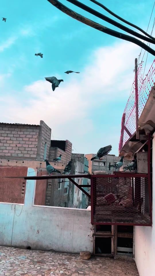 TikTok video thumbnail by patrioteloft
