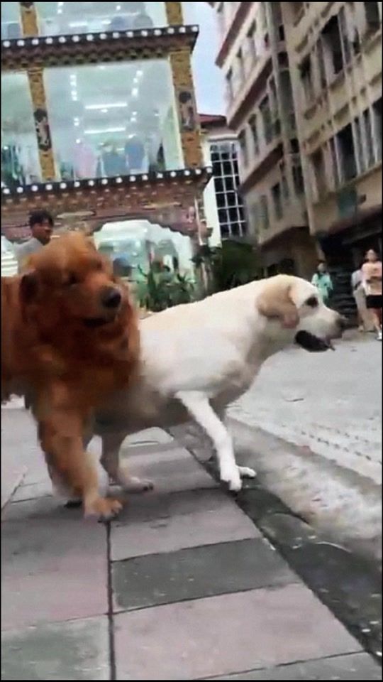 TikTok video thumbnail by manwithdogs2