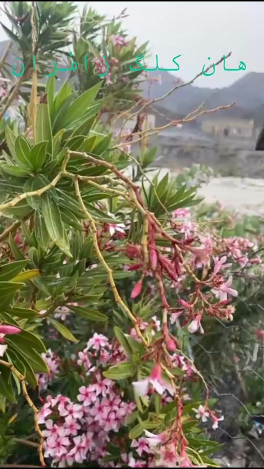 TikTok video thumbnail by shay_faisal