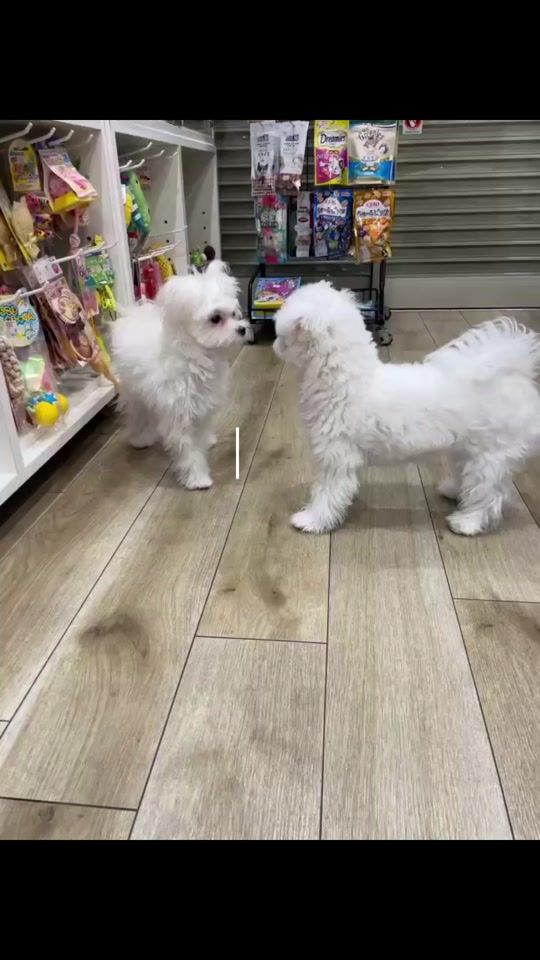 TikTok video thumbnail by ao_0924