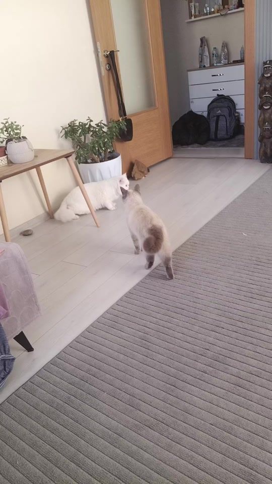 TikTok video thumbnail by umo_um