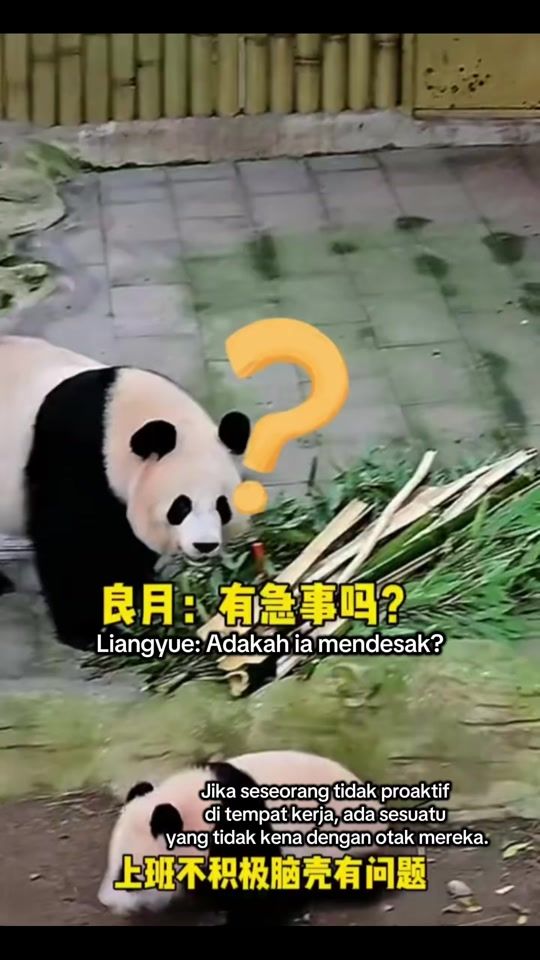 TikTok video thumbnail by lunapanda966