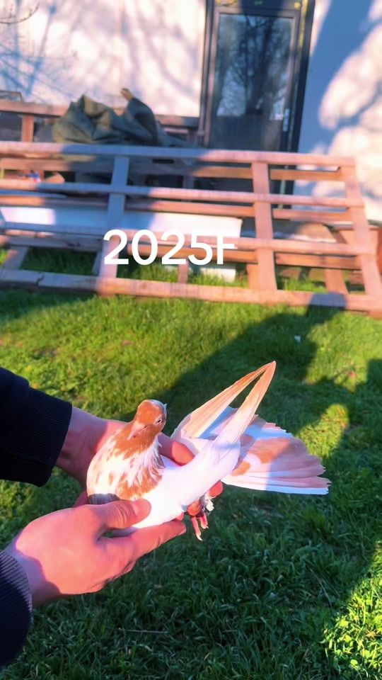 TikTok video thumbnail by kurel72