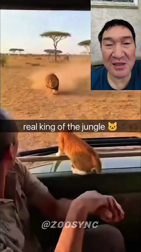 TikTok video thumbnail by zoo.sync