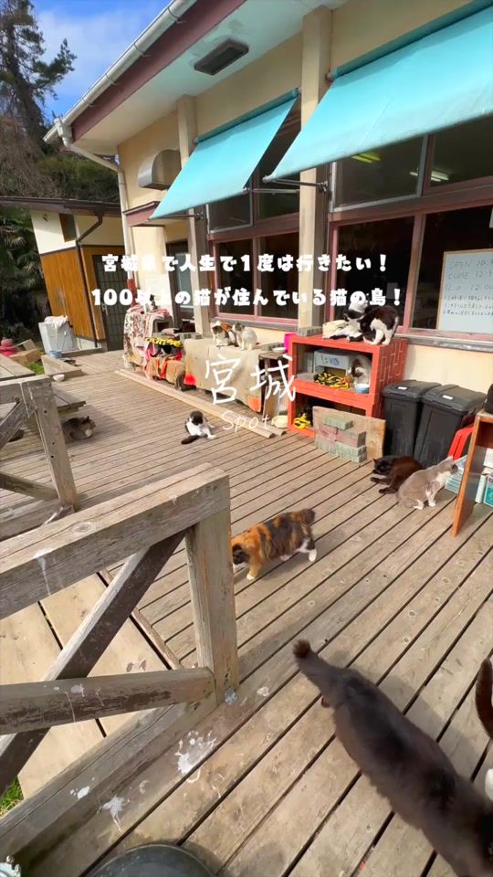 TikTok video thumbnail by marurincho.official