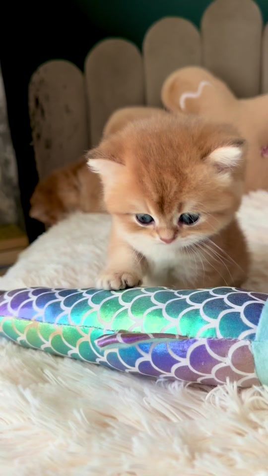 TikTok video thumbnail by caglarhousecattery