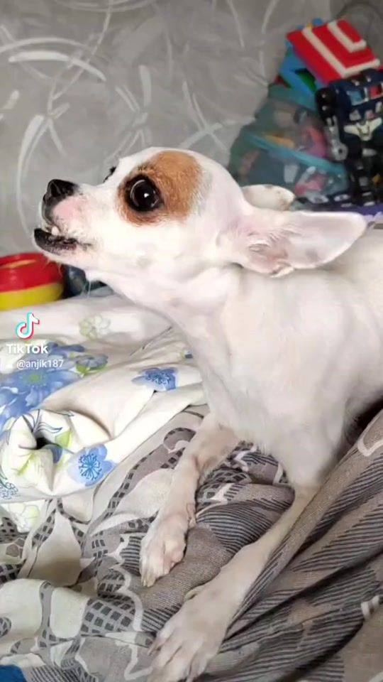 TikTok video thumbnail by anjik187