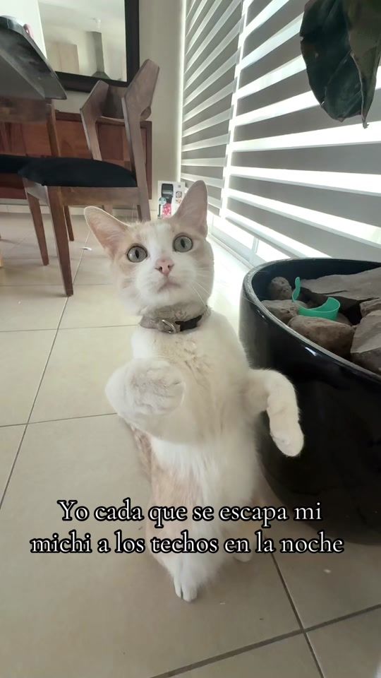 TikTok video thumbnail by garciamorrison