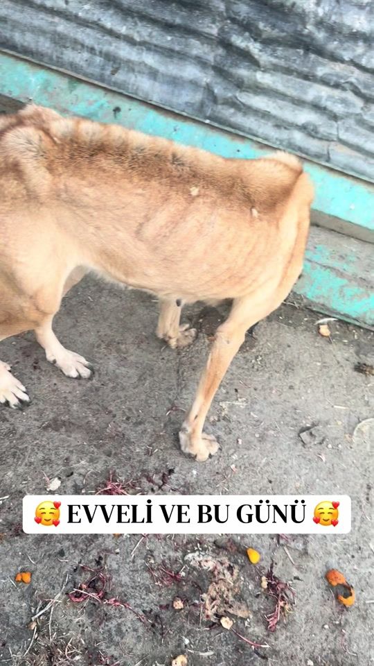 TikTok video thumbnail by sahibsiz_canlara_destek_