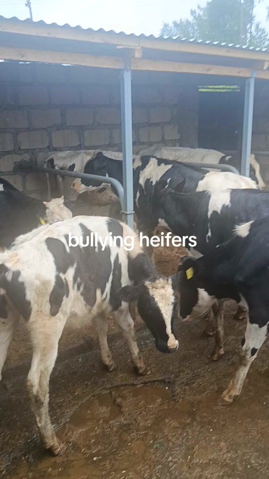 TikTok video thumbnail by annitadairyfarm
