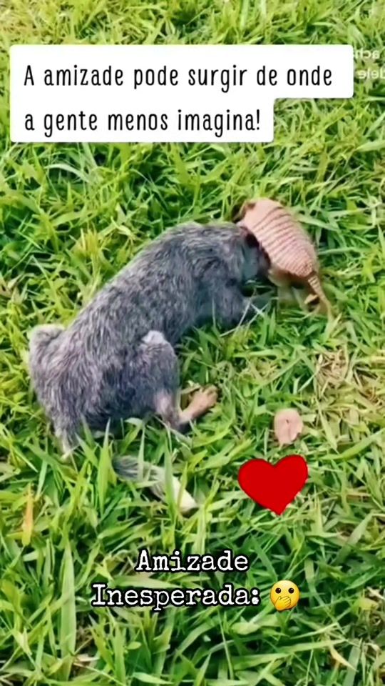TikTok video thumbnail by izackalves01