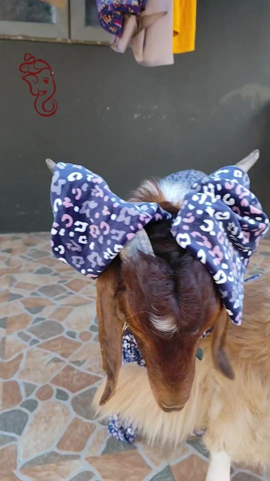 TikTok video thumbnail by kudukee1