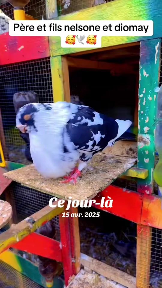 TikTok video thumbnail by elhadjndnoye