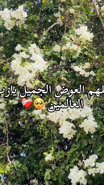 TikTok video thumbnail by 20000m50