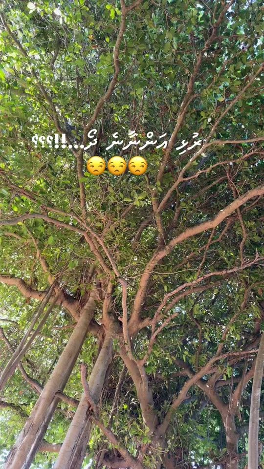 TikTok video thumbnail by aadhi_laaa