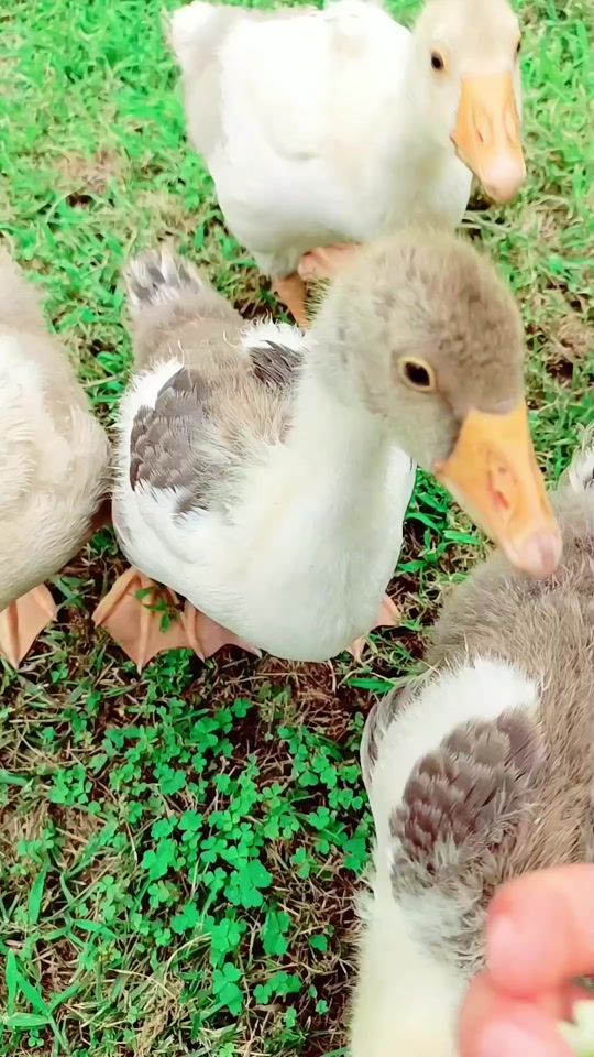 TikTok video thumbnail by gwhr26