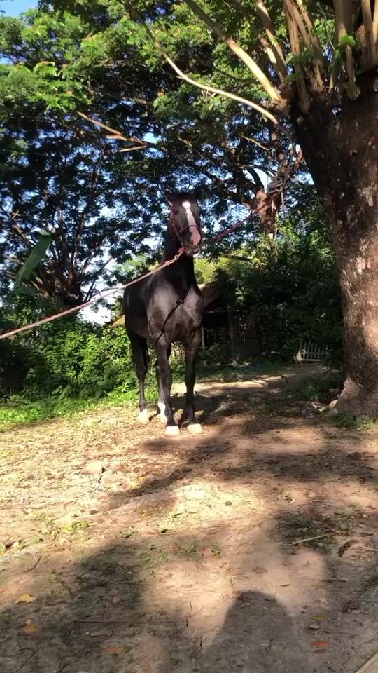 TikTok video thumbnail by shineyarzar70