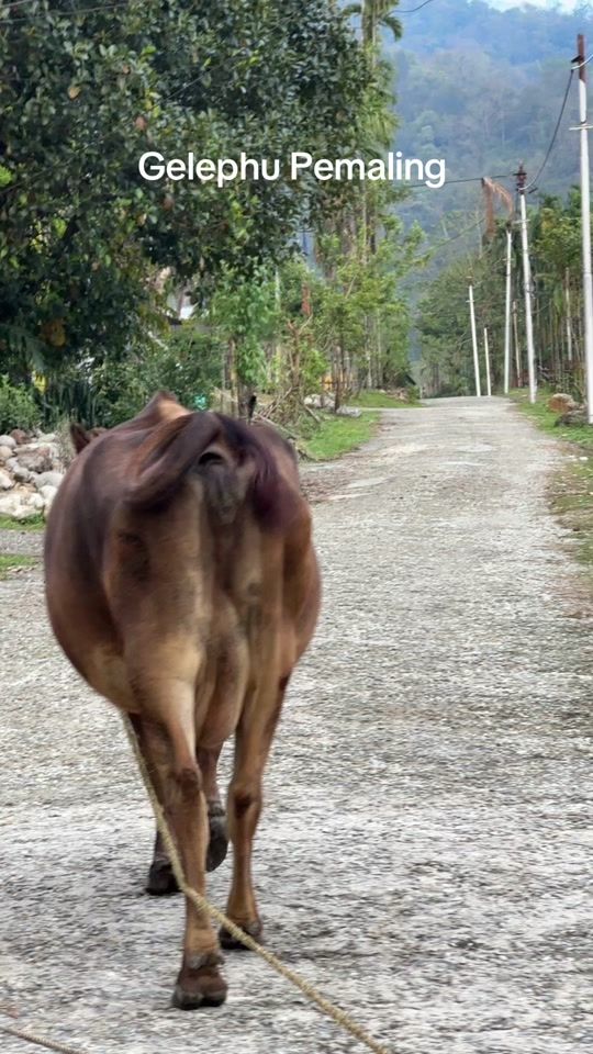 TikTok video thumbnail by chenchogyeltshen11