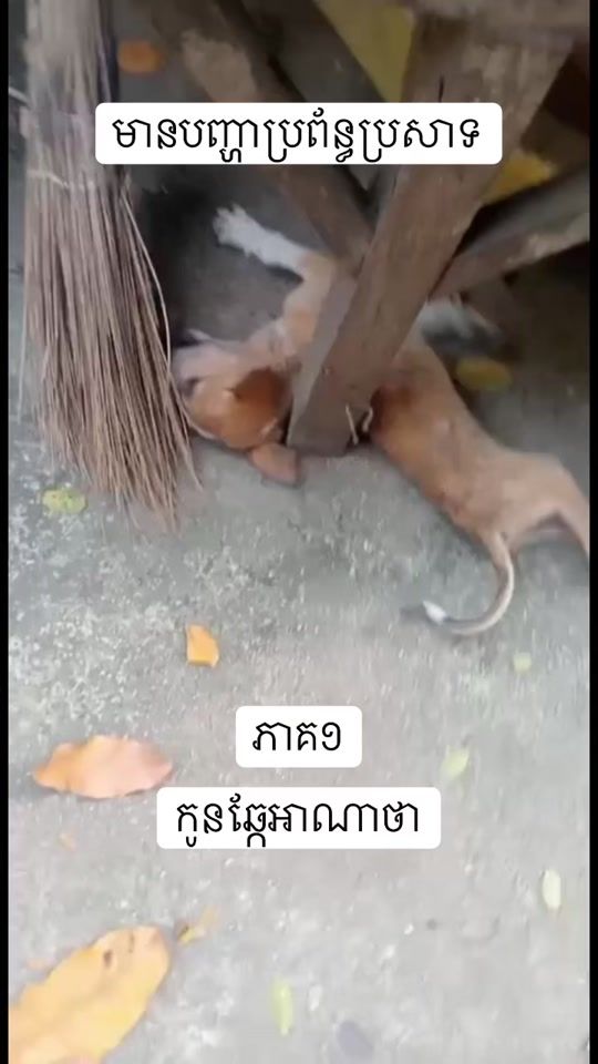 TikTok video thumbnail by eurovet168