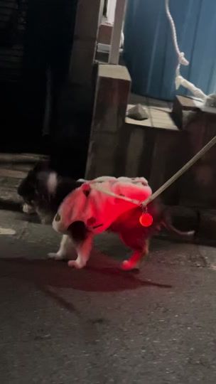 TikTok video thumbnail by pochan0710