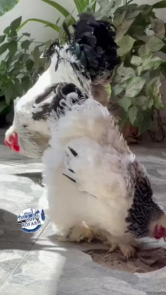TikTok video thumbnail by mofarm_