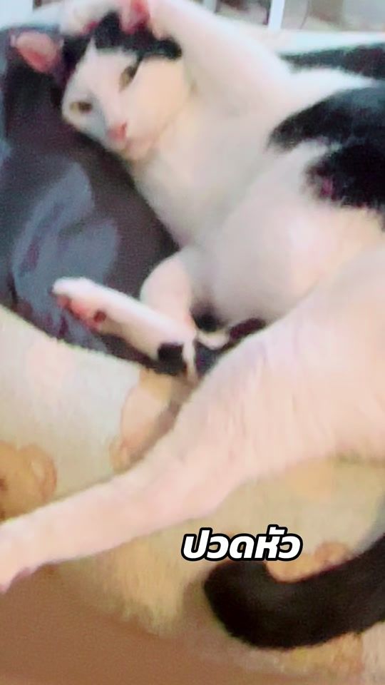 TikTok video thumbnail by nuttarichut
